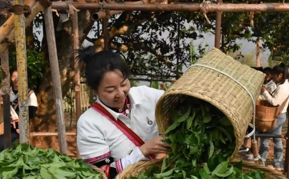 邦崴千年过渡型古茶王采摘鲜叶70.8公斤